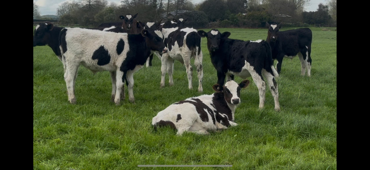 Weaner fren bulls  - Image #1