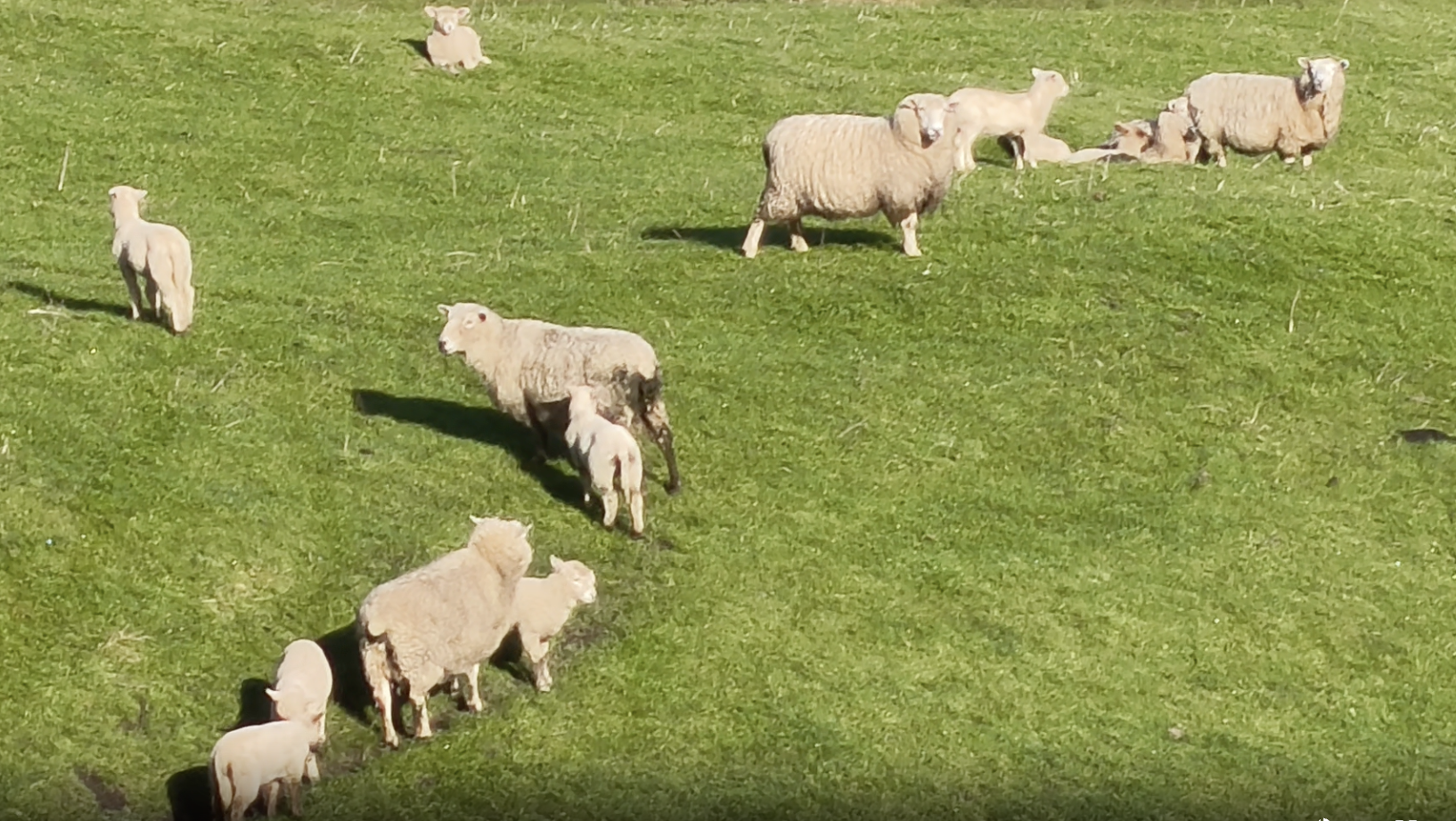 Ewes with lambs at foot  - Image #1
