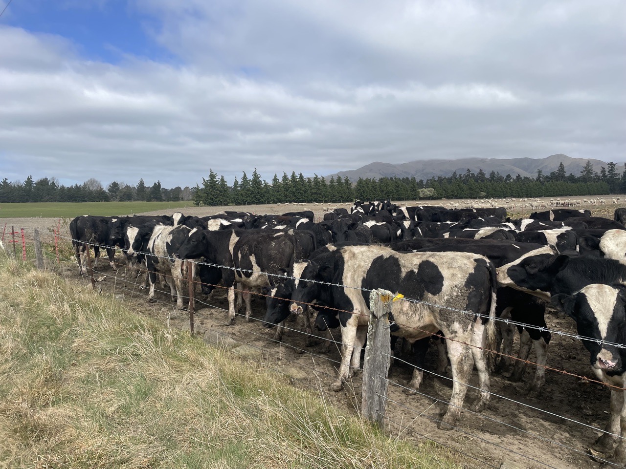 just off crop - Image #1