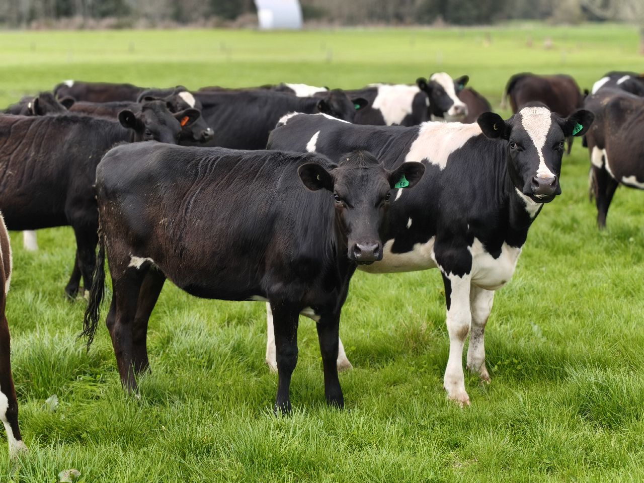 R2 Heifers
