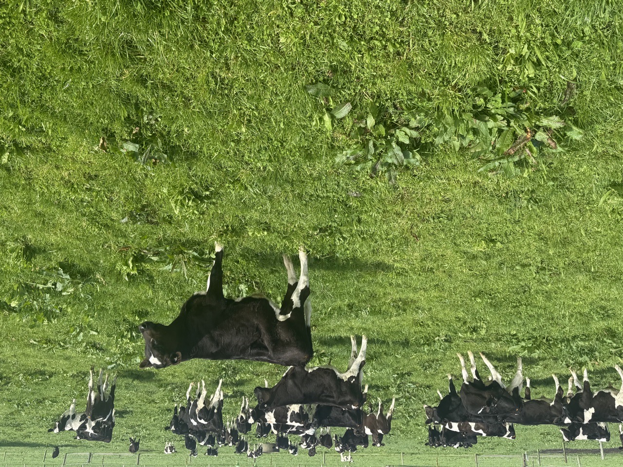 200 weaner Friesian bulls  - Image #1