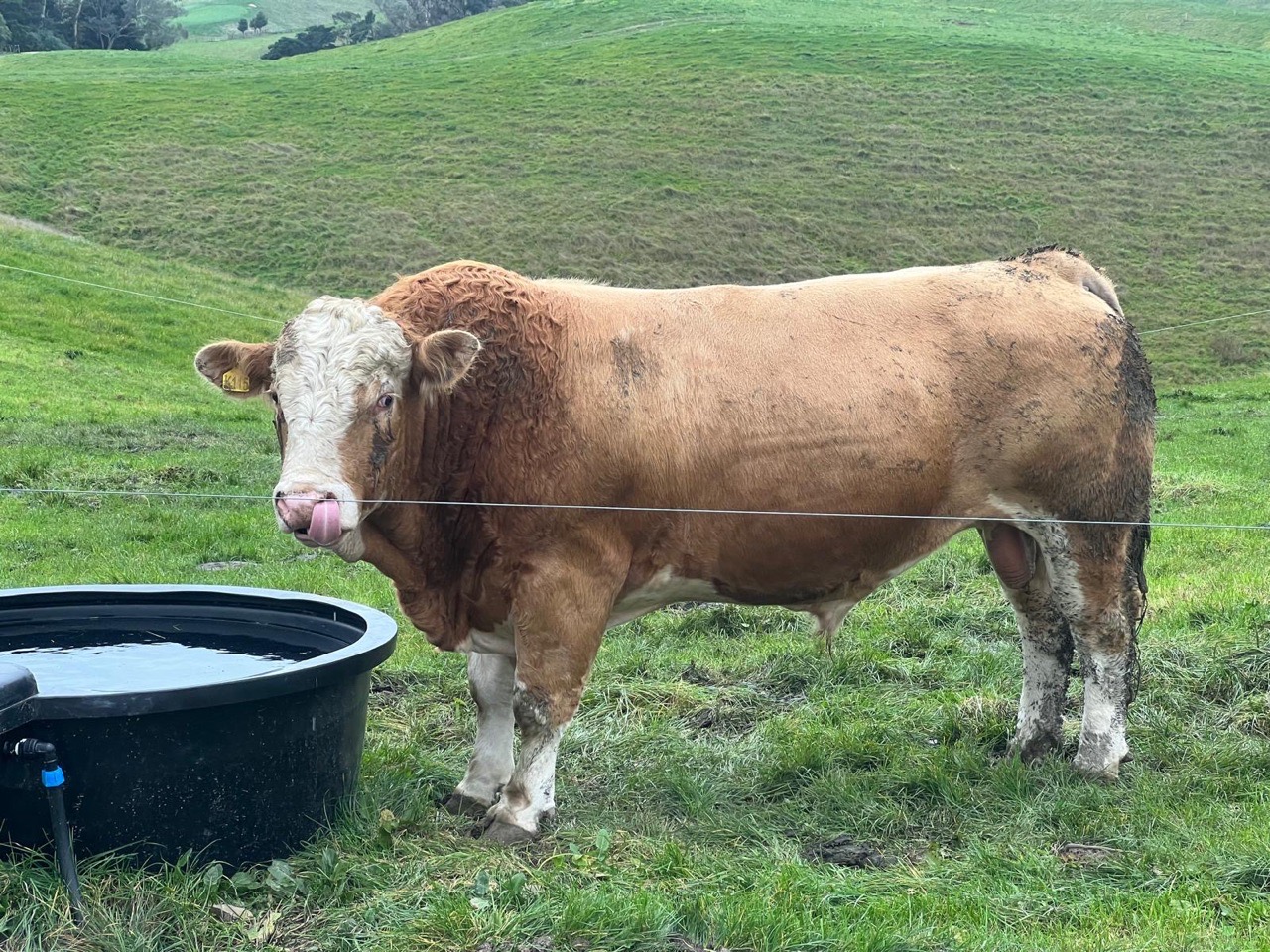 Mixed Age Bulls