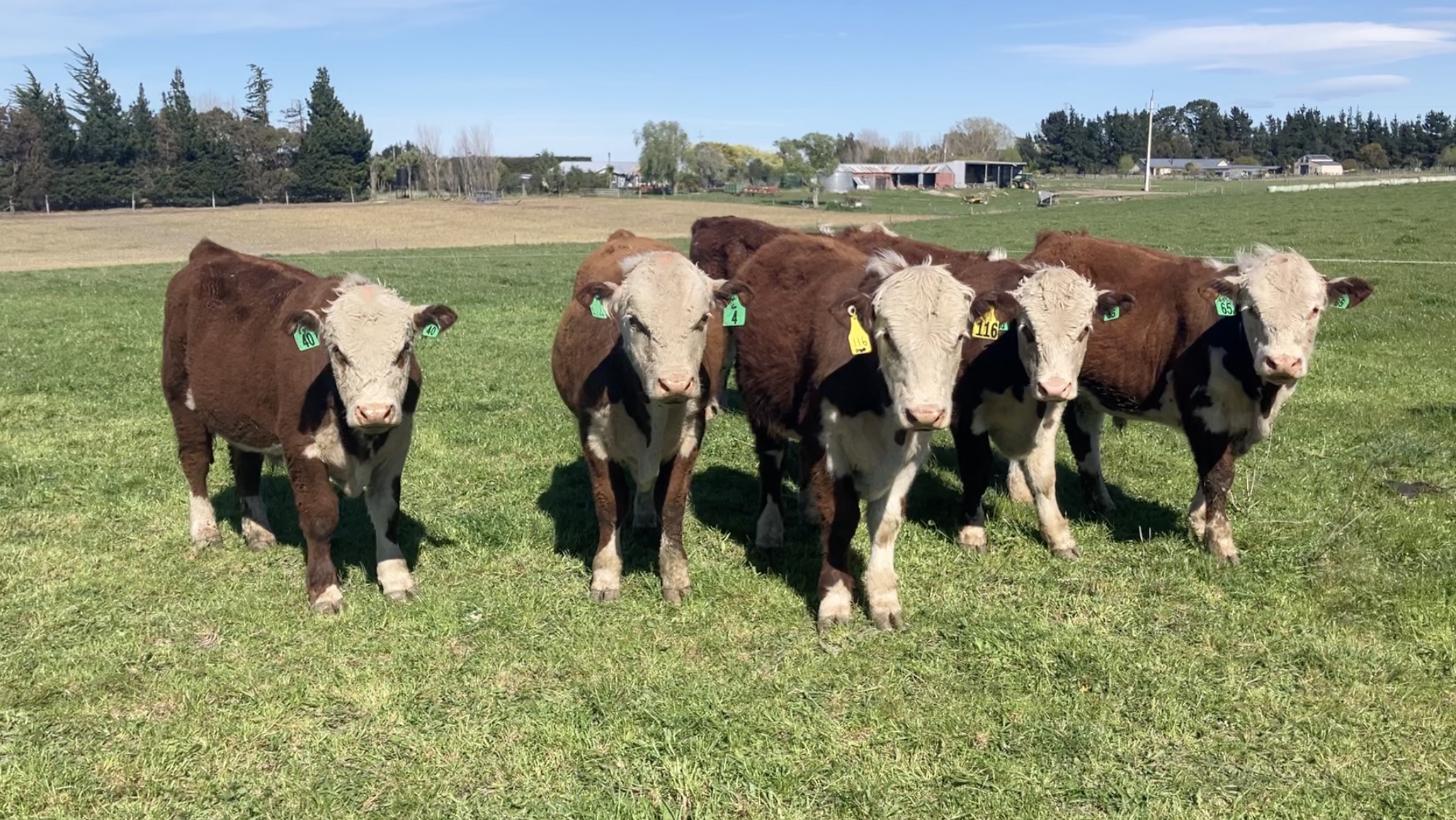R1 Bulls