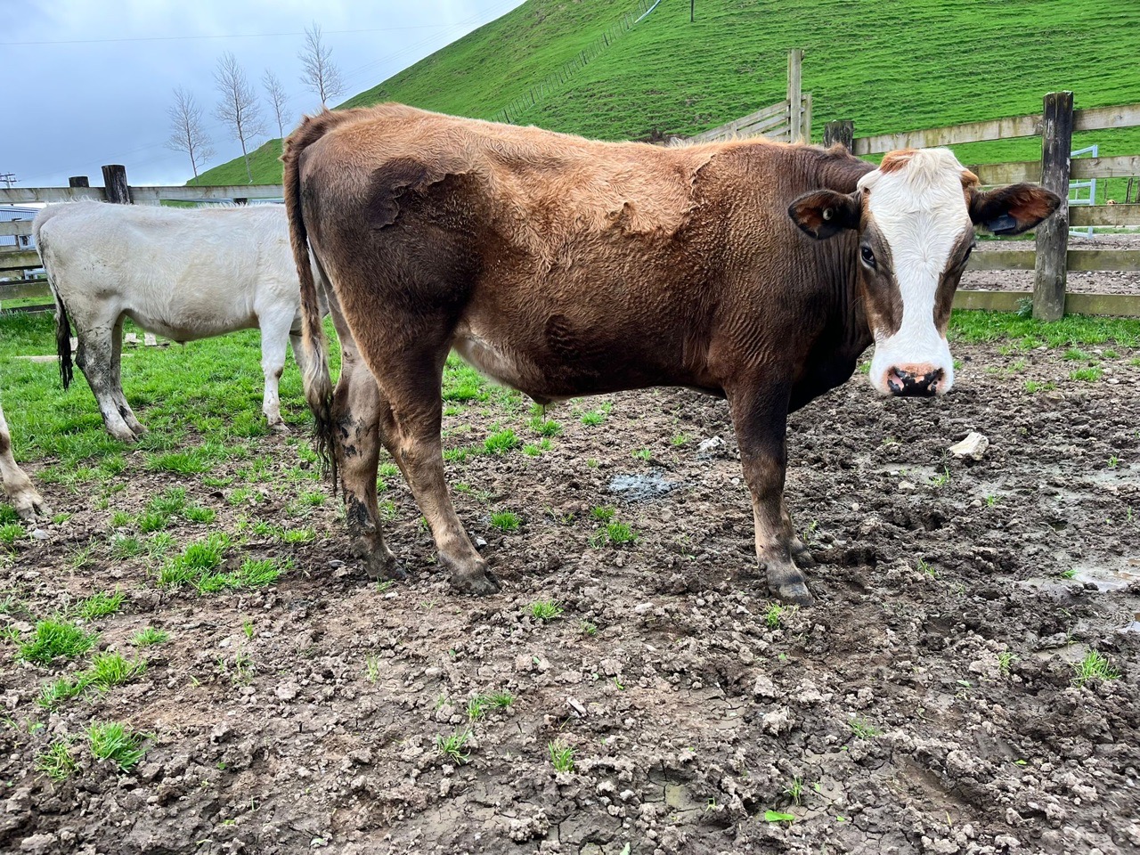 R2 Steers
