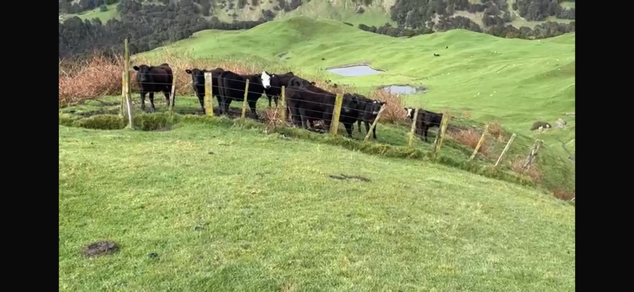 R1 Heifers