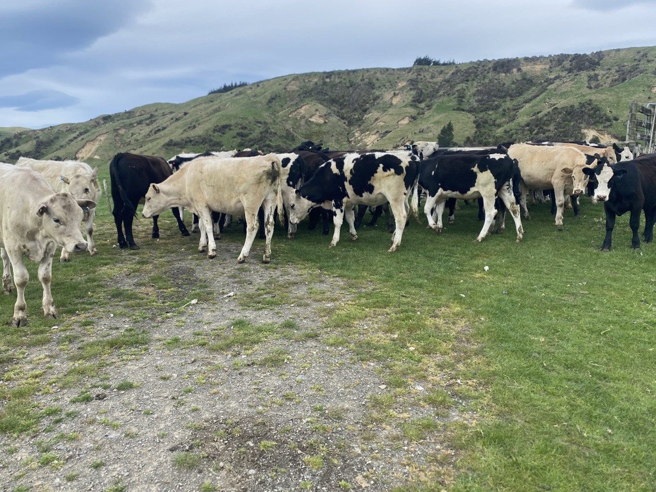 R1 Steers