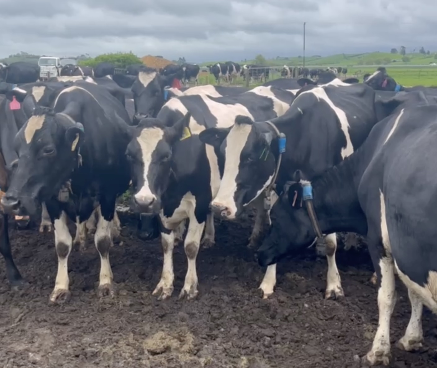 Mixed Age Cows