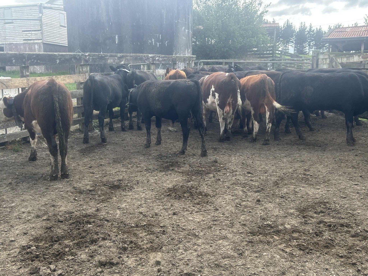 21 R1 beef bulls  - Image #1