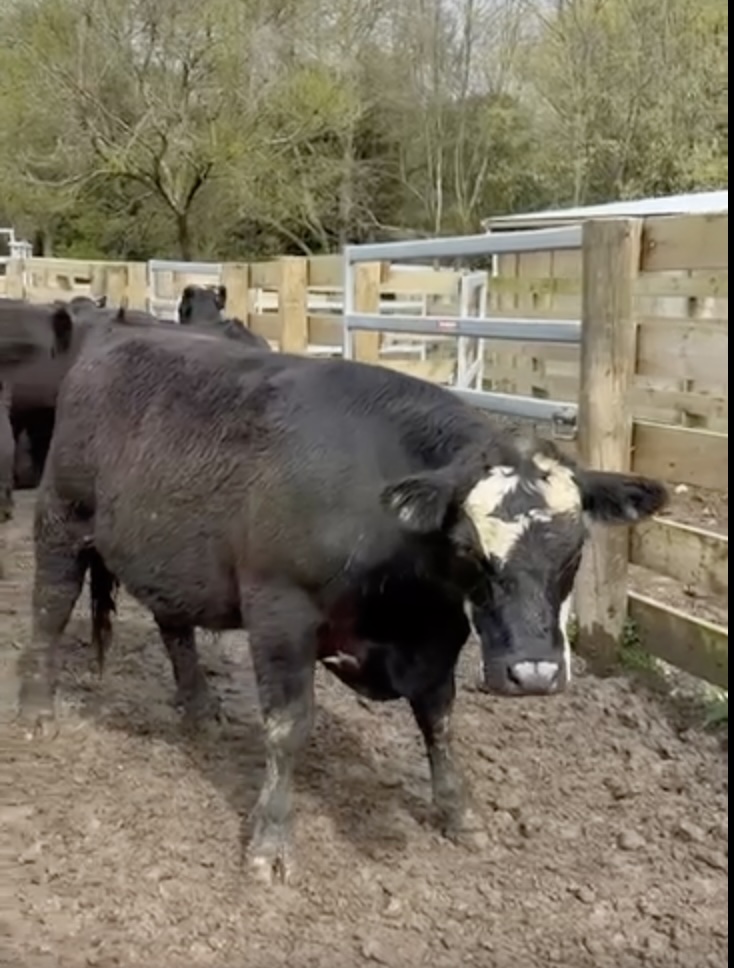  Quality 2yr Angus /Angus Here Steers Homebred & ABF cattle  - Image #1