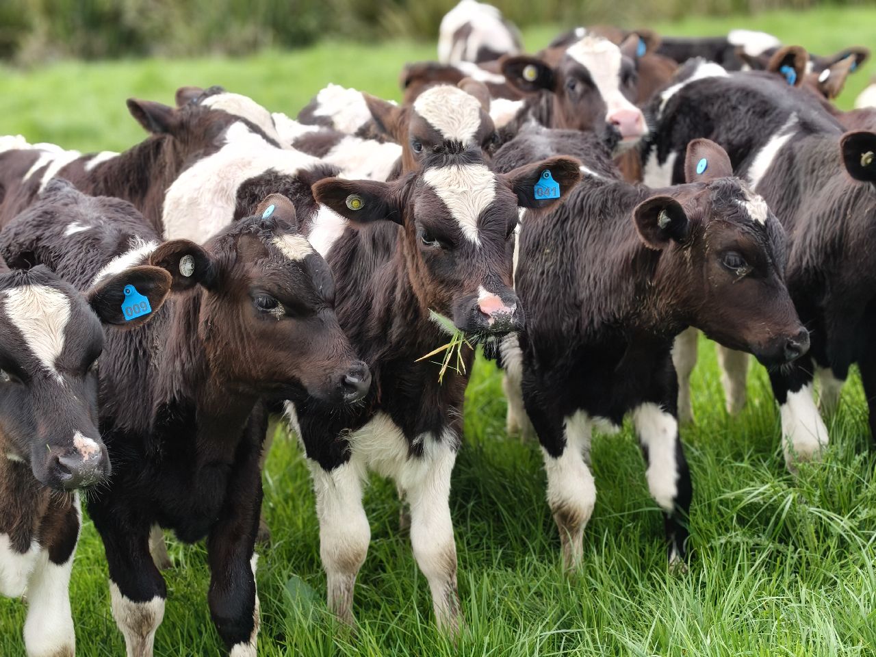 Weaner Frsn bulls  - Image #1