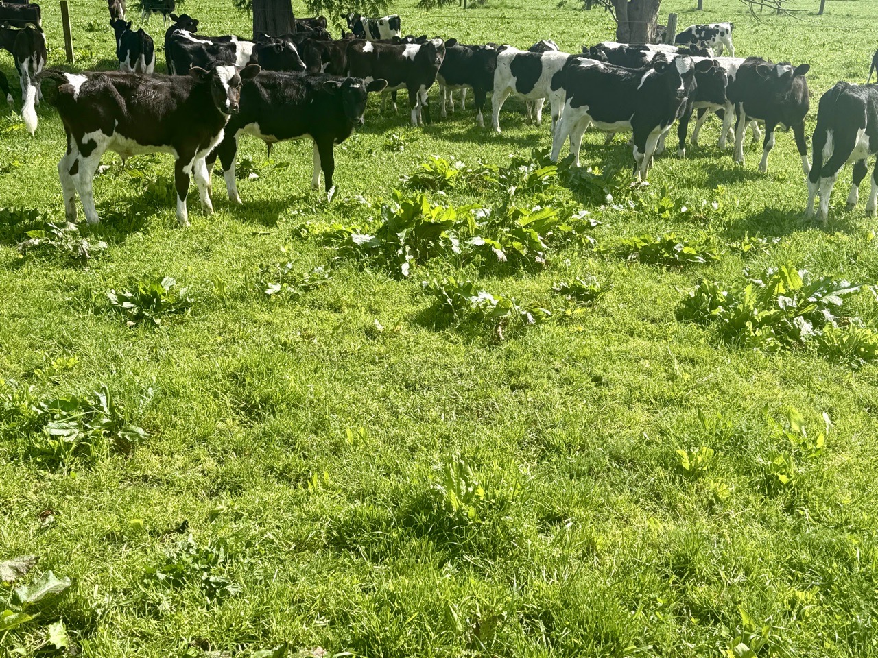 Weaner Bulls