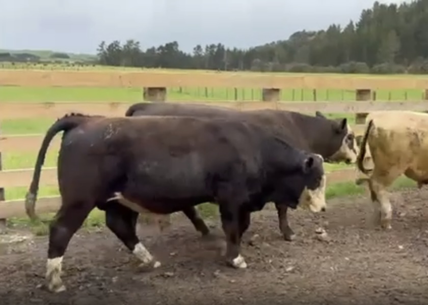 R1 Bulls
