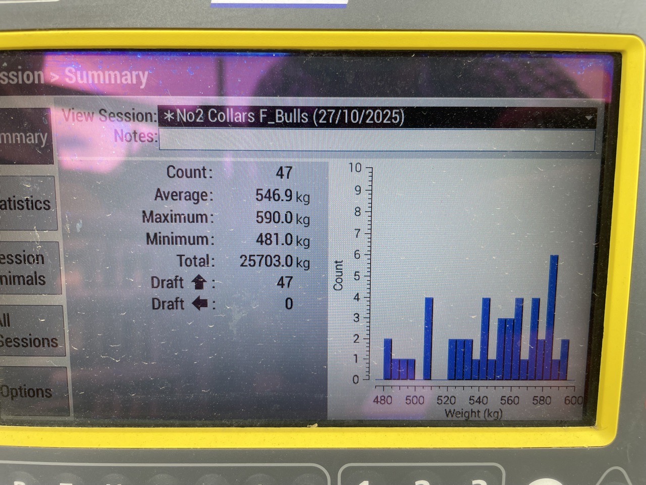 R2 friesian bulls 
 - Image #1